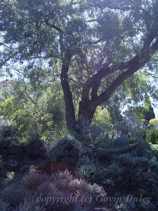 Melbourne Botanic Gardens IMGP0959.JPG